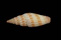 藏品(吸血蛹筆螺)的圖片